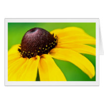 black eyed witness cards