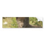 Black Fox Bumper Sticker