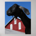 Black goat and red barn posters