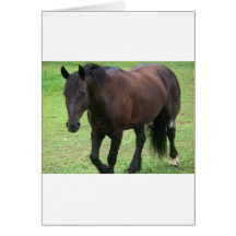Black Gypsy Vanner Greeting Card