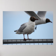 Black-Headed Gull At Rest Poster