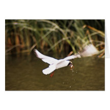 Black-headed Gull Greeting Cards