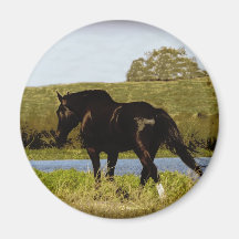 Black Horse Fridge Magnet