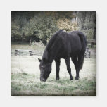 Black Horse Grazing on Farm Field Photograph Magnets