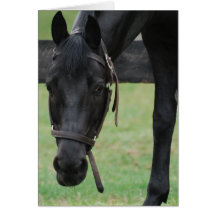 Black Horse Greeting Card