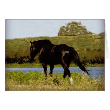 Black Horse Greeting Cards