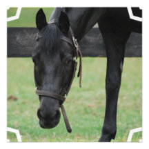 Black Horse Invitations