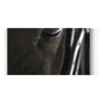 black horse personalized photo card