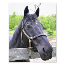 Black Horse Portrait Photo