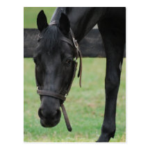 Black Horse Postcard