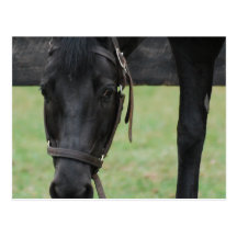 Black Horse Postcard