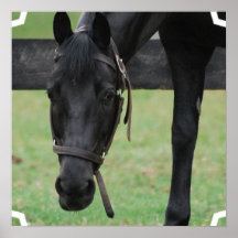 Black Horse Poster