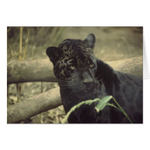 Black_jaguar art cards