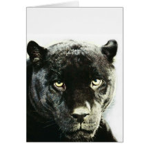 Black Jaguar Panther Card