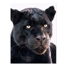 Black Jaguar Post Cards