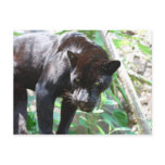 Black Jaguar Post Cards