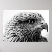 Black-Kite Print