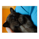 Black Kitten Sleeping on her Back Post Card