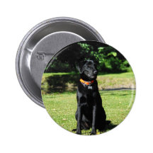 Black Lab Buttons