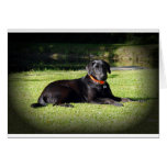 Black Lab Card