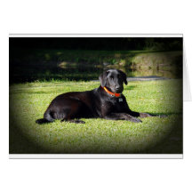 Black Lab Card