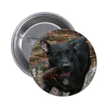 Black Lab Dog with Pinecone running
