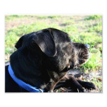 Black Lab Head Turned Away Picture Art Photo