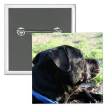 Black Lab Head Turned Away Picture Pinback Buttons