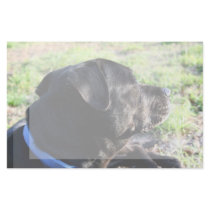 Black Lab Head Turned Away Picture