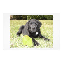Black Lab in Grass Stationery Paper