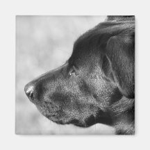 black lab magnet