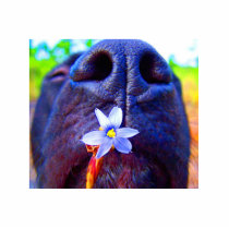 Black lab mix nose, small purple flower picture acrylic cut out