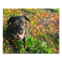 Black Lab on Left Grass on right picture