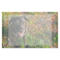 Black Lab on Left Grass on right picture