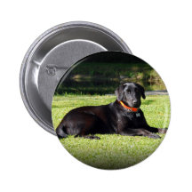 Black Lab Pinback Buttons