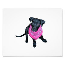 Black Lab Pink Bandana Puppy image Photo Art