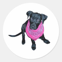 Black Lab Pink Bandana Puppy image Round Stickers