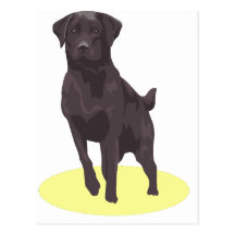 Black Lab Post Cards