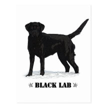 Black Lab Postcard