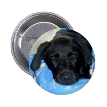 Black Lab Puppy Buttons