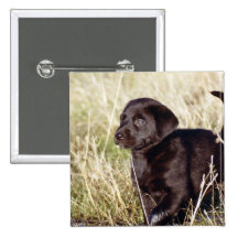 Black Lab Puppy Pinback Buttons