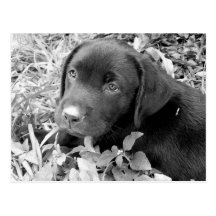Black lab puppy postcards