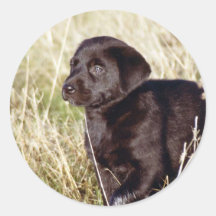 Black Lab Puppy Stickers