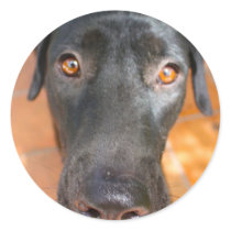 black Lab Round Stickers