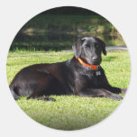 Black Lab Stickers