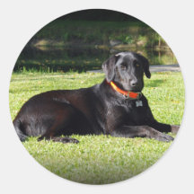 Black Lab Stickers