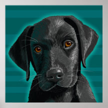 Black Lab with Loving Eyes Print