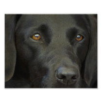 Black Labrador Dog Art Photo