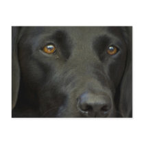 Black Labrador Dog