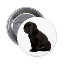 Black Labrador Puppy Pins